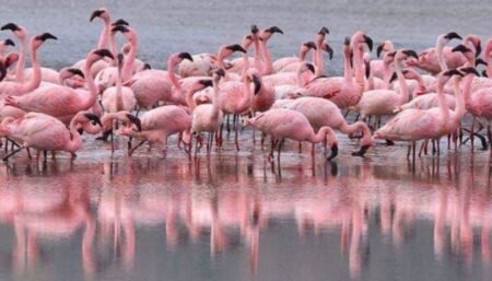 Flamingoes Return to Odessa